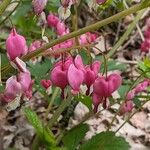 Lamprocapnos spectabilis Alkat (teljes növény)