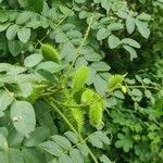 Caesalpinia bonduc Vrucht