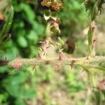 Rubus andegavensis Bark