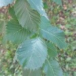 Ulmus laevisFolla