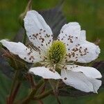 Rubus ulmifolius Lorea