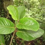 Ficus velutina Blad