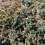 Heliotropium microstachyum Flor