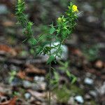 Aureolaria pectinata Elinympäristö