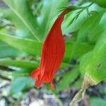 Ruellia brevifolia Flower