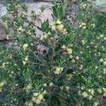 Baccharis halimifolia花