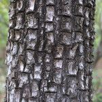 Juniperus deppeana Bark