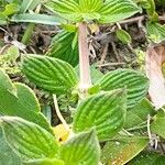 Richardia scabra Leaf