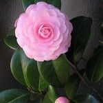 Camellia japonica花