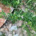 Lespedeza violacea फूल