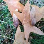 Acer truncatum Fruit