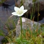 Parnassia palustris অভ্যাস