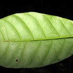 Tovomita gazelii Leaf