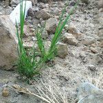 Distichlis spicata Συνήθη χαρακτηριστικά