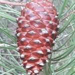 Pinus pinaster Fruit