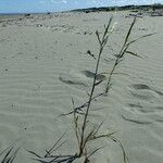 Phragmites karka Plante entière