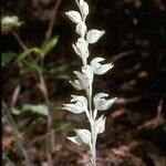 Cephalanthera austiniae Flower