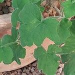 Pelargonium tomentosum Blatt