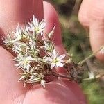 Minuartia glomerata Flor