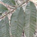 Annona reticulata Fruit