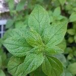 Parietaria officinalis Blad