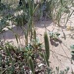 Phleum arenarium Blatt