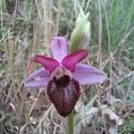 Ophrys sphegodes Flor