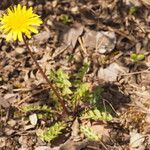Taraxacum braun-blanquetii Habit