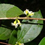 Cassipourea guianensis Květ