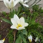 Tulipa clusiana 花