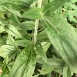 Silene latifolia Leht