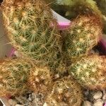 Mammillaria elongata Лист