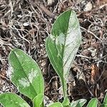 Amaranthus blitoides Leaf