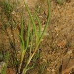 Juncus heterophyllus Hàbitat