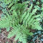 Dryopteris intermedia Hoja