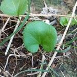 Dichondra micrantha葉