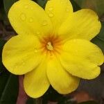 Jasminum nudiflorumफूल