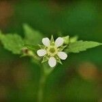 Geum canadense फूल