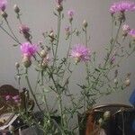 Centaurea stoebe Floare
