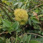 Rosa roxburghii Leaf