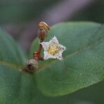 Psorospermum febrifugum Blüte