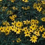 Coreopsis tripteris Квітка