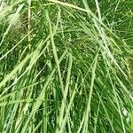 Pennisetum orientale Φύλλο