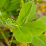 Lotus edulis Leaf