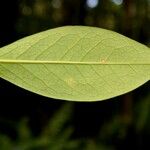 Chionanthus broomeanus Feuille