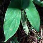 Cercestis mirabilis Φύλλο