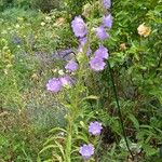 Campanula speciosa Hábito