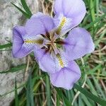 Iris unguicularis Flor