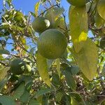 Citrus × aurantiifolia Fruit