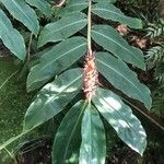 Hedychium gardnerianum Φύλλο